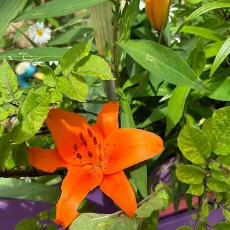 Bed & Breakfast Les Philous Gourmands Saint-Paul-en-Pareds