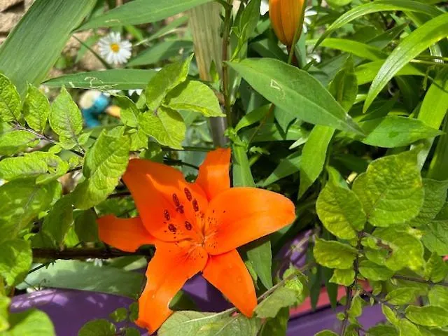 Couette-café Les Philous Gourmands Saint-Paul-en-Pareds