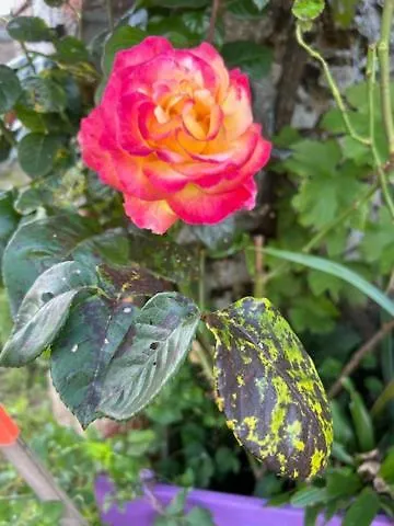 Couette-café Les Philous Gourmands *