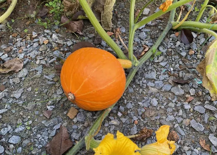 Les Philous Gourmands Saint-Paul-en-Pareds